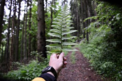 Midsection of person holding pine tree in forest