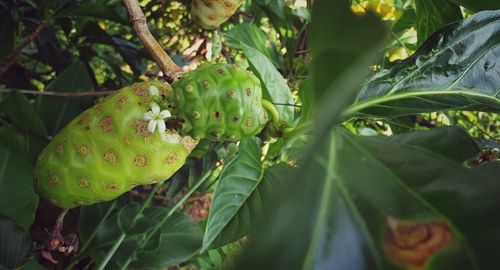 Close-up of fruit growing on plant