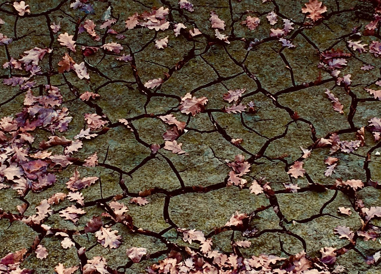 HIGH ANGLE VIEW OF PLANTS ON FIELD