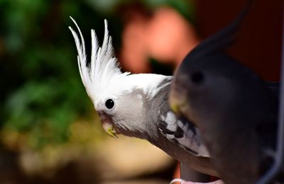 Close-up of bird