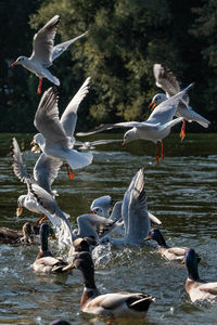 Birds flying over lake