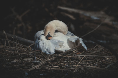 Close-up of swan in nest