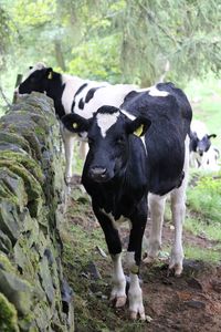 Cow standing in a forest