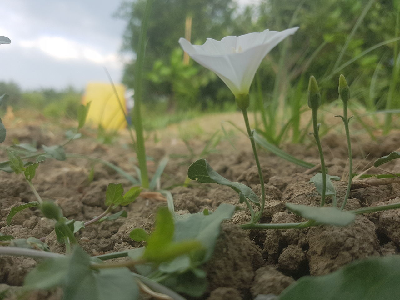 CLOSE-UP OF FRESH PLANTS ON LAND