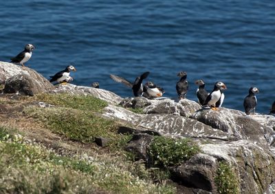 Flock of seagulls on rocks at shore