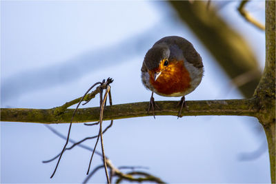 Low angle view of bird perching on tree against sky