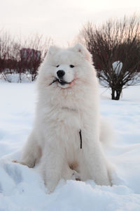 White dog in snow