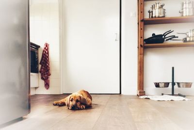Dog lying on floor at home