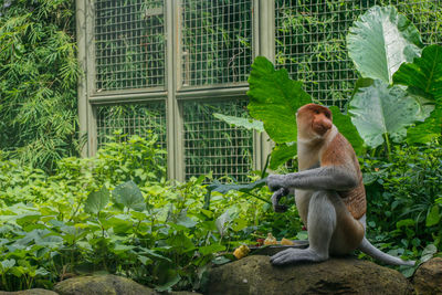 Monkey sitting on a plant