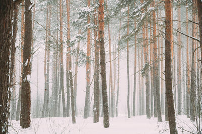 Pine trees in forest during winter