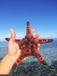 Close-up of hand holding crab by sea against clear sky