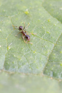 Close-up of spider on leaf