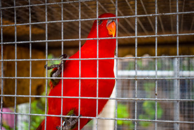 Close-up of parrot in cage