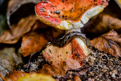 High angle view of mushroom growing on field