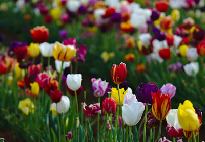 Close-up of multi colored tulips in field