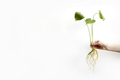 Hand holding plant against white background