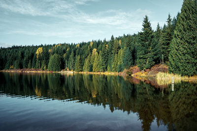 Scenic view of lake by trees in forest against sky