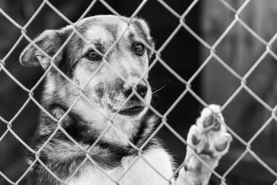 Close-up of dog looking through chainlink fence