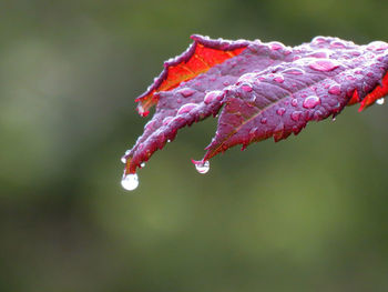 Close-up of water drops on red leaf