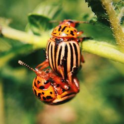 Close-up of insect on leaf