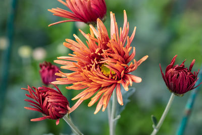 Close-up of red flowering plant