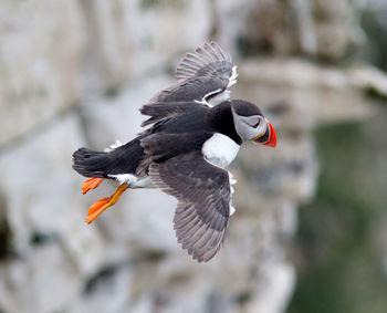 Close-up of puffin flying outdoors