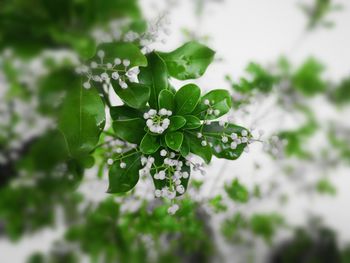 Close-up of flowering plant