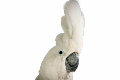 Close-up of a bird against white background