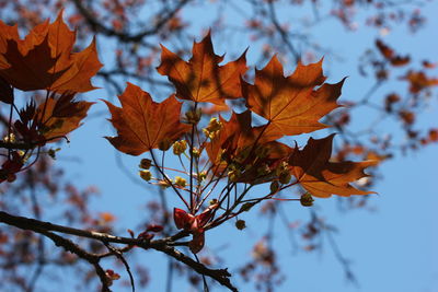 Close-up of maple leaves on tree