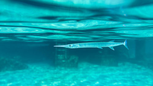 High angle view of man swimming in sea