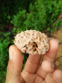 Close-up of hand holding leaf