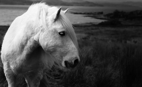 Horse on field against river