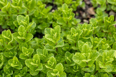 Green mint plant grow background.