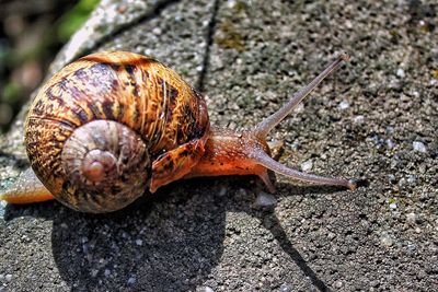 Close-up of snail