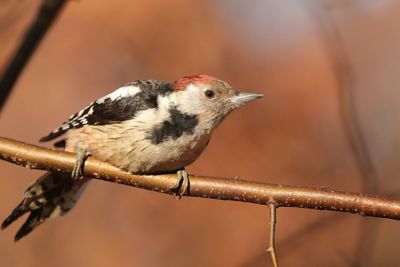 Close-up of bird perching on twig