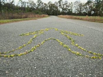 Surface level of road amidst trees