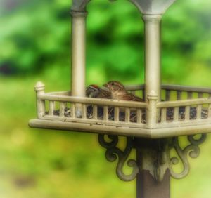 Close-up of bird perching on metal