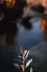 Close-up of dried plant