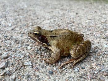 Close-up of frog on rock