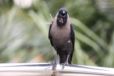 Close-up of crow perching on railing