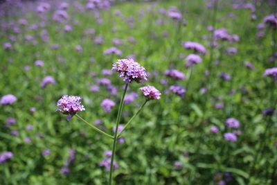 Close-up of purple flowering plants on field