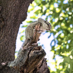 Close-up of squirrel on tree trunk
