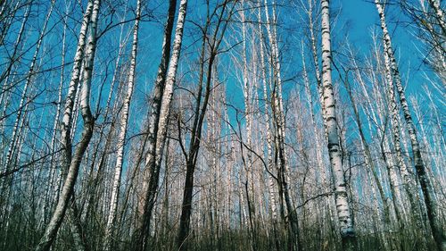 Low angle view of trees against blue sky