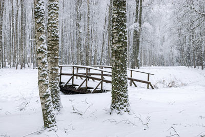 Snowy park, snow blanket covers branches of trees and bushes, foggy and grainy snow fall background