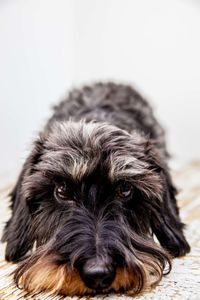 Close-up portrait of dog relaxing on table