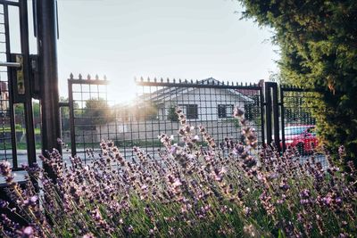 View of flowering plants in garden