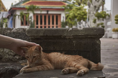 Cropped image of person stroking stray ginger cat lying on rock