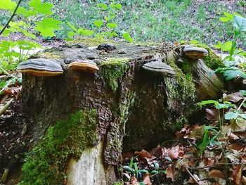 Plants growing by tree in forest