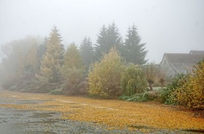Trees in foggy weather