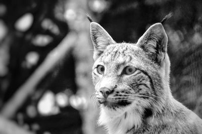 Close-up portrait of a lynx